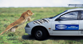 The ute and the Lion